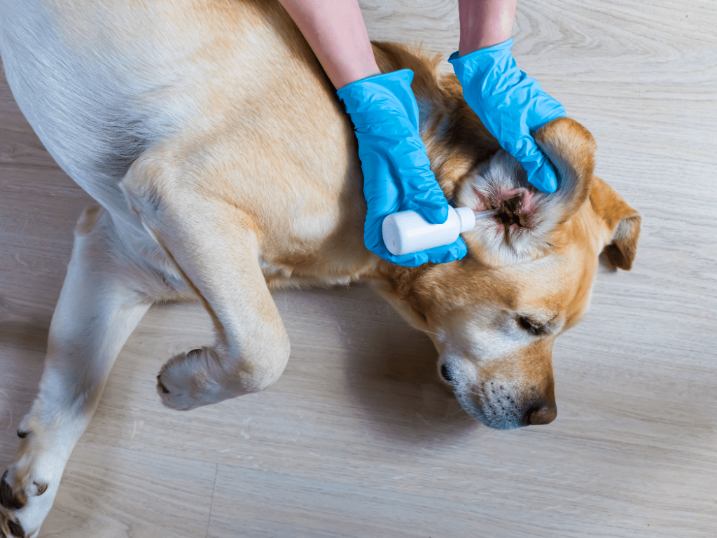 top-10-most-common-dog-disease-and-health-issues