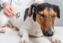 top-10-most-common-dog-disease-and-health-issues