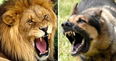 10 Dog Breeds That Could Kill a Lion