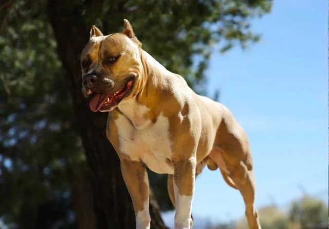 10 Dog Breeds That Could Kill a Lion