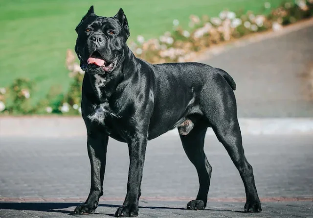 10 Dog Breeds That Could Kill a Lion