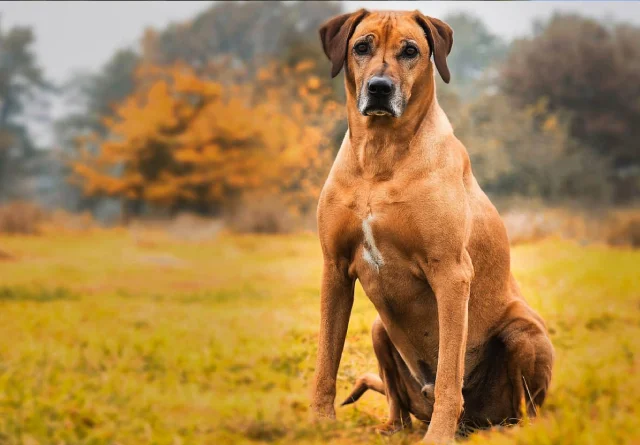 10 Dog Breeds That Could Kill a Lion